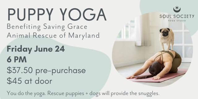 Puppy Yoga benefiting Saving Grace Animal Rescue Soul Society Yoga Studio