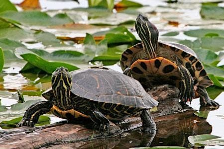 Turtle Paddle 2023