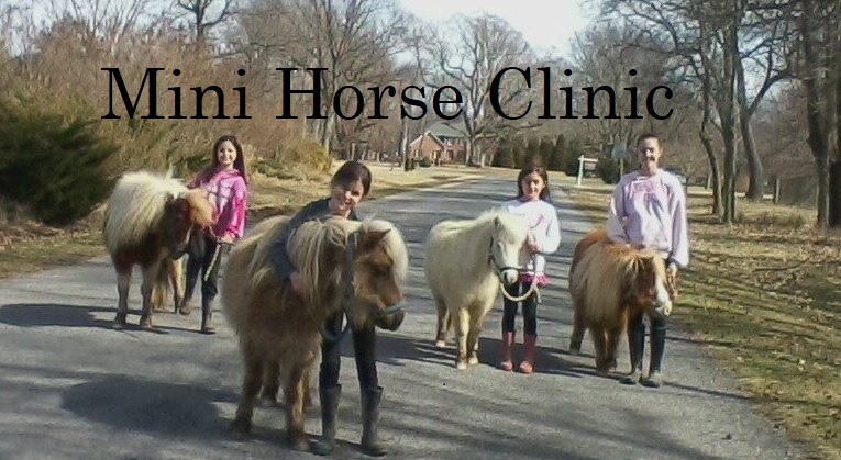Mini Horse Clinic